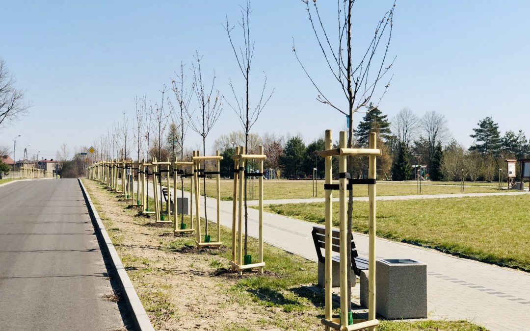 Nowe nasadzenia w Ossach