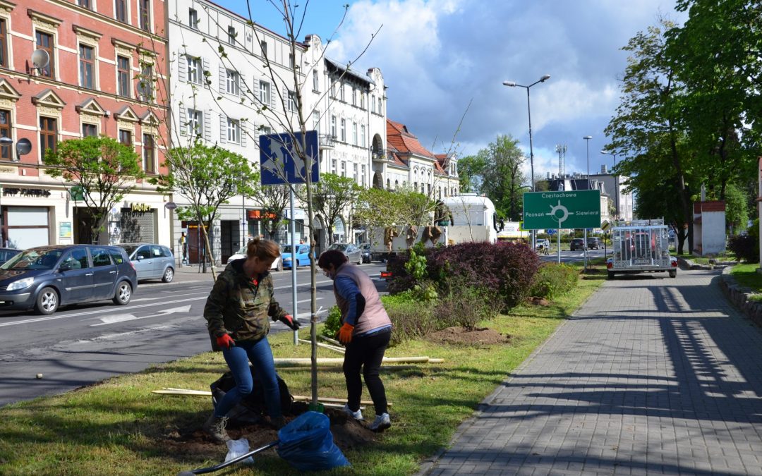 Aleja platanów wzdłuż ulicy Piłsudskiego