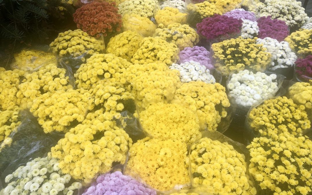 ARiMR płaci za chryzantemy