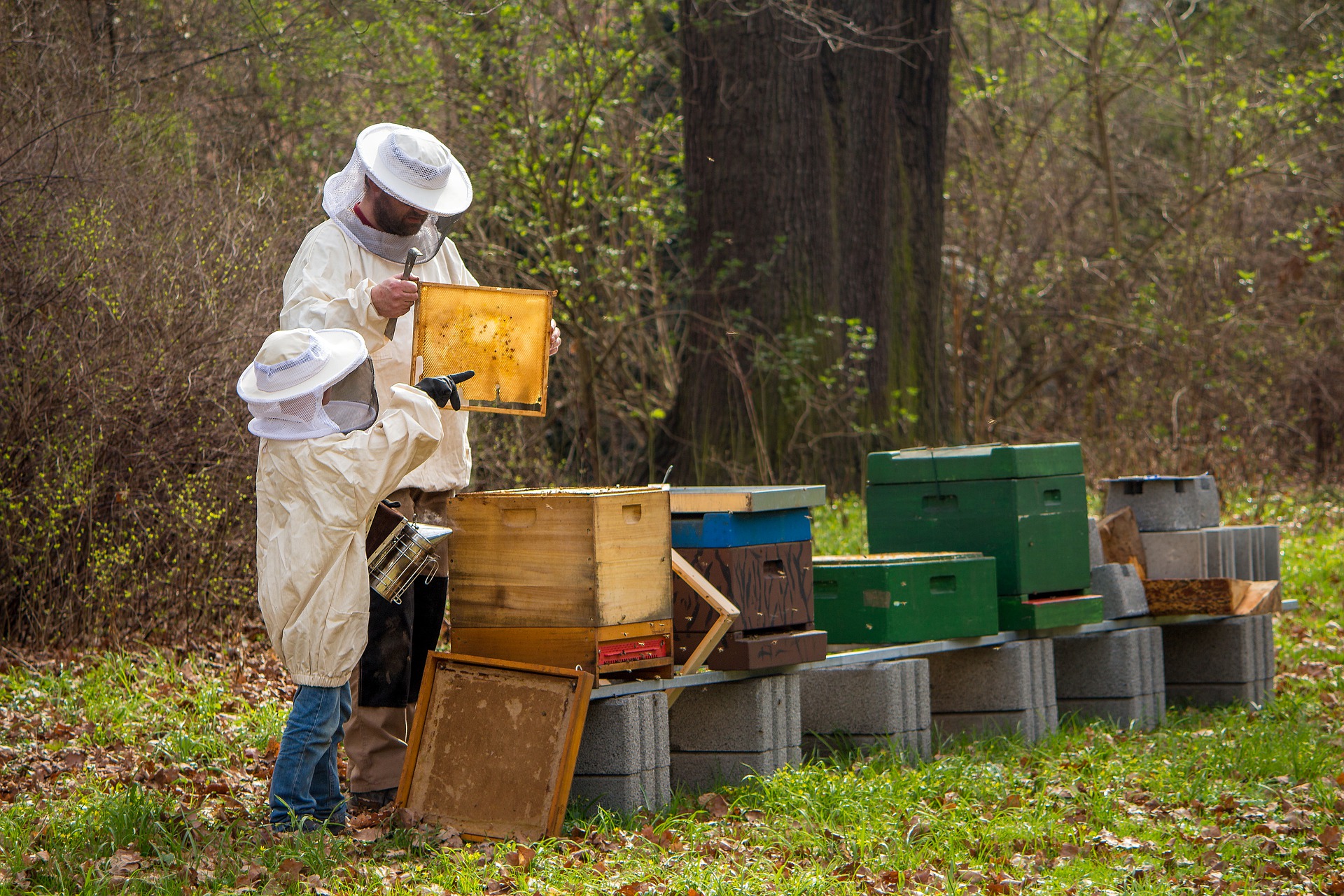 pszczelarz podczas prac przy ulach