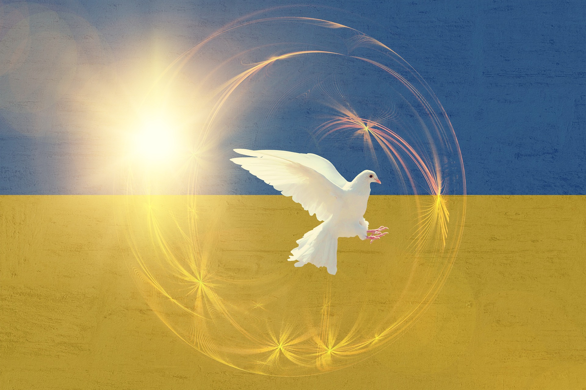 Biały gołąb w locie, który jest na tle flagi w barwach Ukrainy